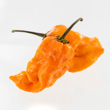 Bubblegum 7 Pot x SRTSL Orange Pepper Seeds - The Pepper Pantry (Formerly Marie Sharp's)